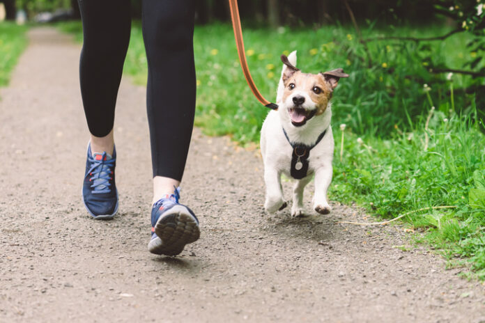 Five Dog Friendly Walks in Dunedin | Bella Vista