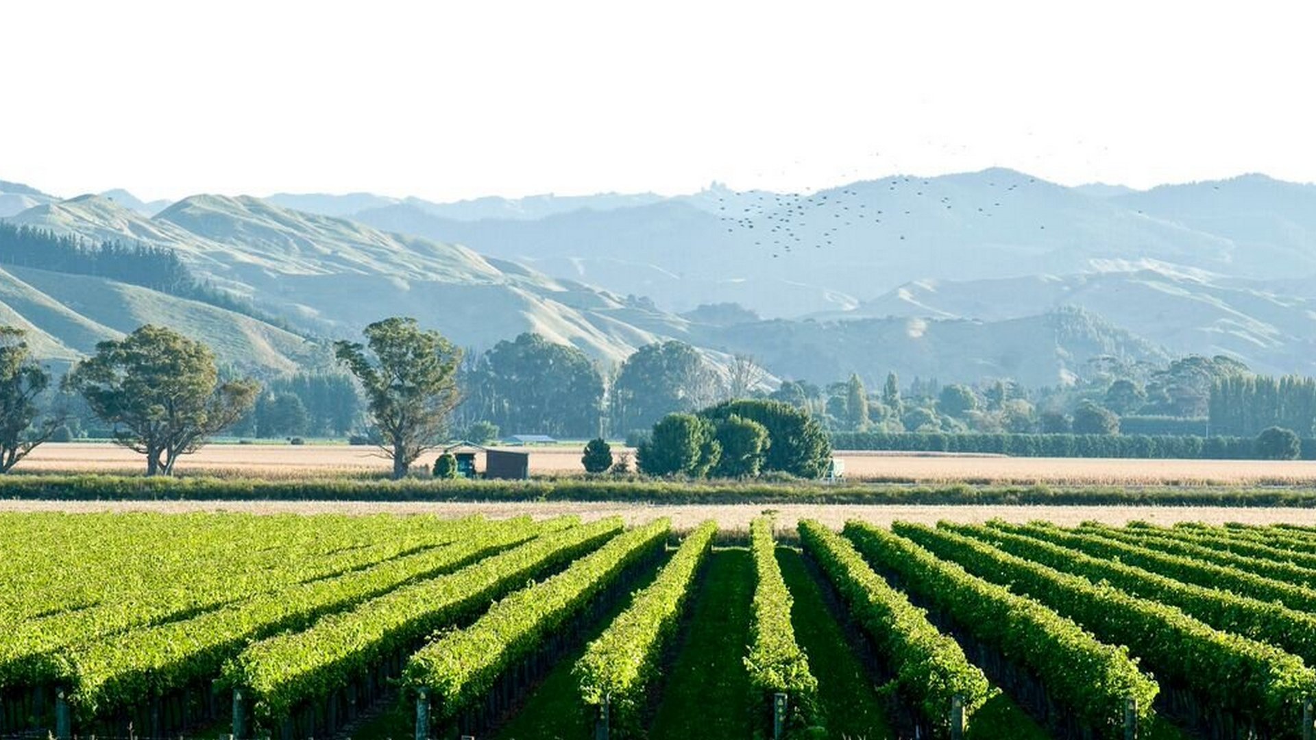 Wineries & Vineyards