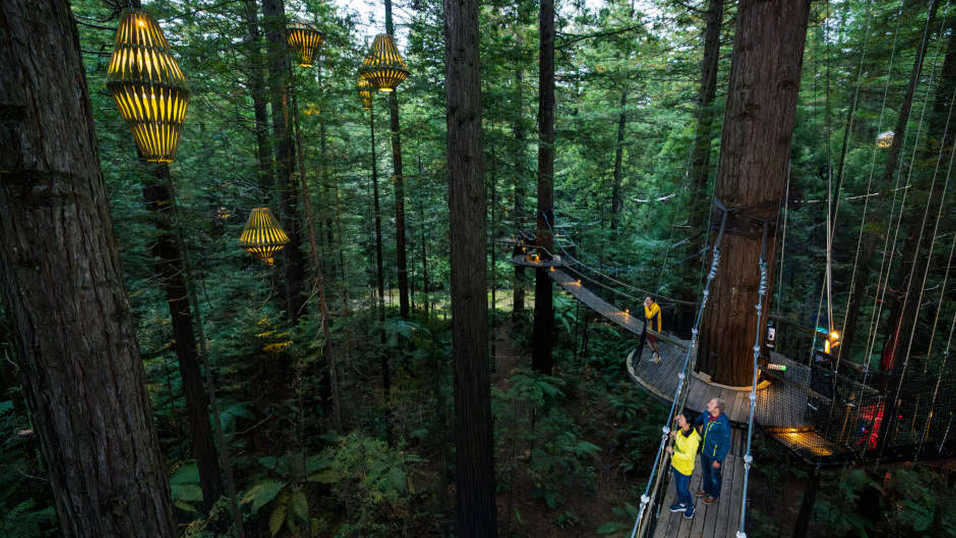 Redwoods Nightlights Treewalk