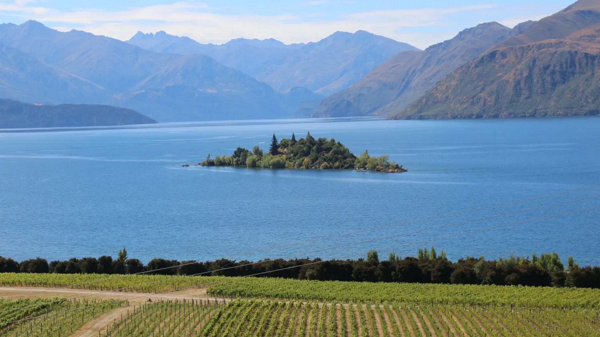 Wānaka Vineyards & Wineries